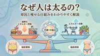 なぜ人は太るの？原因と痩せる仕組みをわかりやすく解説